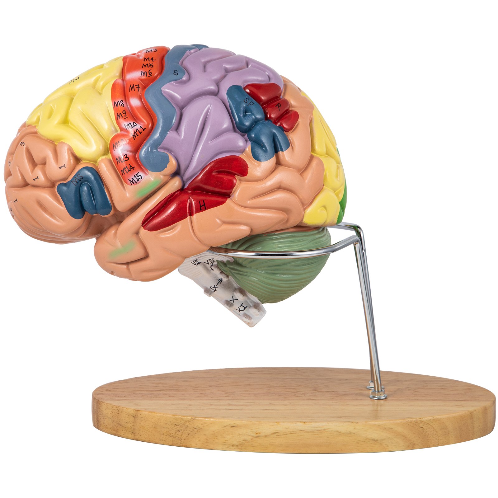 VEVOR human brain model multicolored sectional brain on a wooden stand for educational use.