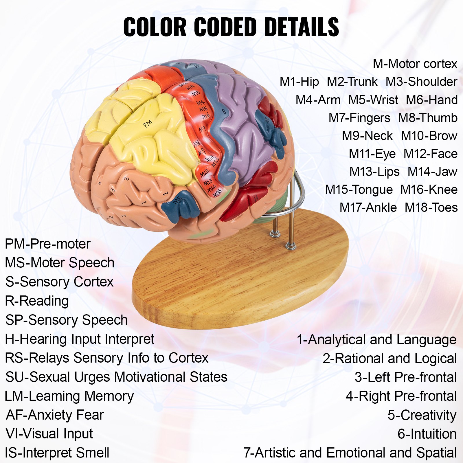 color-coded VEVOR human brain model with labeled regions on a wooden base stand.
