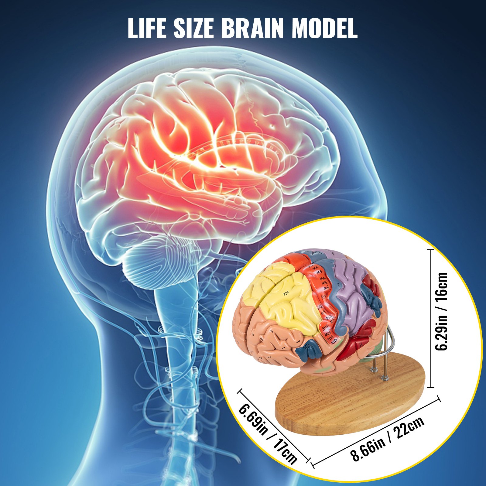 VEVOR human brain model with labeled sections on a wooden stand, life-size display.