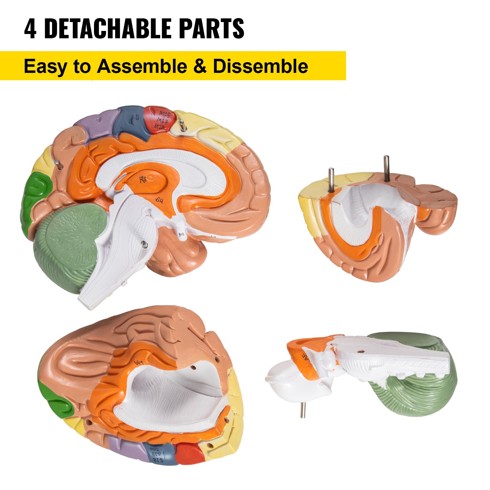 VEVOR human brain model with 4 detachable parts, easy to assemble and dissemble.
