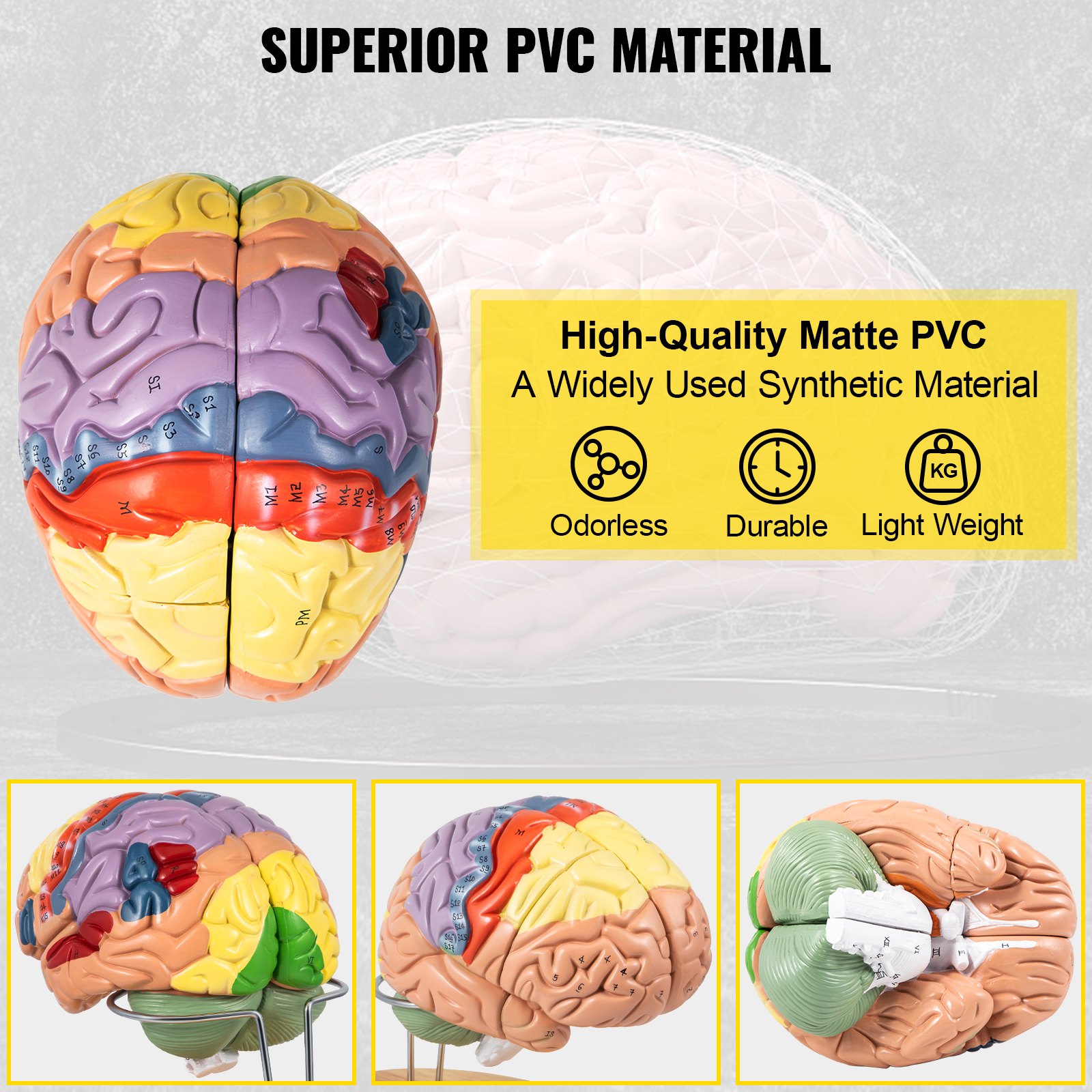 VEVOR human brain model made of high-quality, odorless, durable, lightweight pvc.