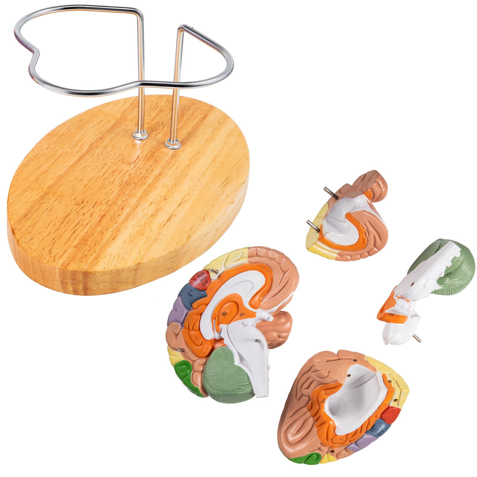 colorful VEVOR human brain model parts on a wooden base with metal stand.