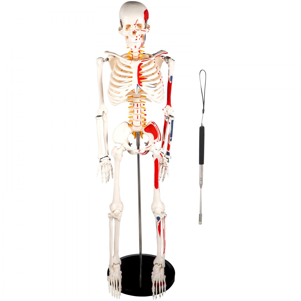 VEVOR Skeleton Model, 33.5\" Human Skeleton Model, Accurate PVC Anatomy Skeleton Model w/ Stand, Movable Skull Cap & Jaw, w/ Painted Muscle Origin & Insertion Points, for Professional Teaching Learnin