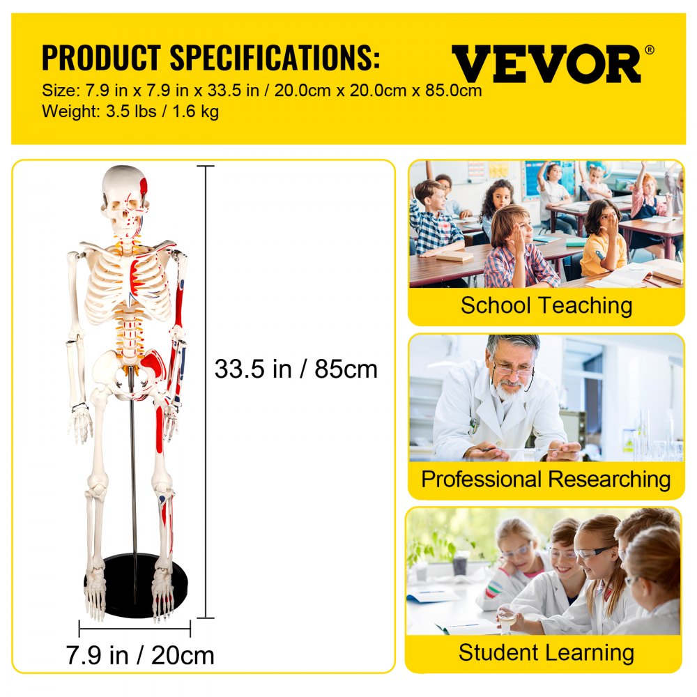 Vevor Human Skeleton Model Anatomical Skeleton Model 33" W/ Painted Muscle Point