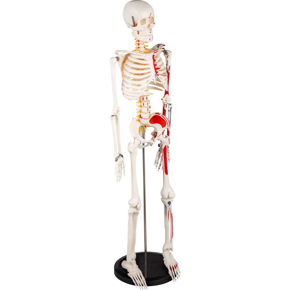 Vevor Human Skeleton Model Anatomical Skeleton Model 33" W/ Painted Muscle Point