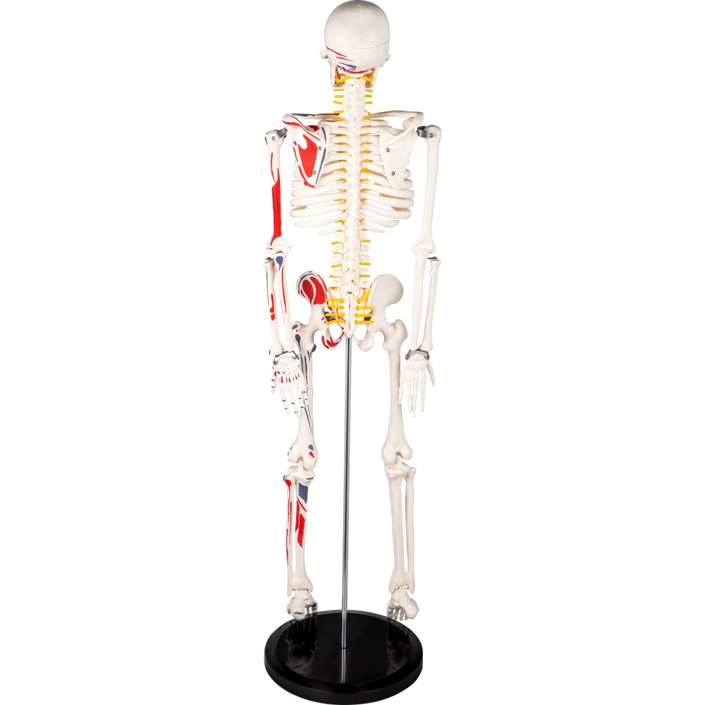 Vevor Human Skeleton Model Anatomical Skeleton Model 33" W/ Painted Muscle Point
