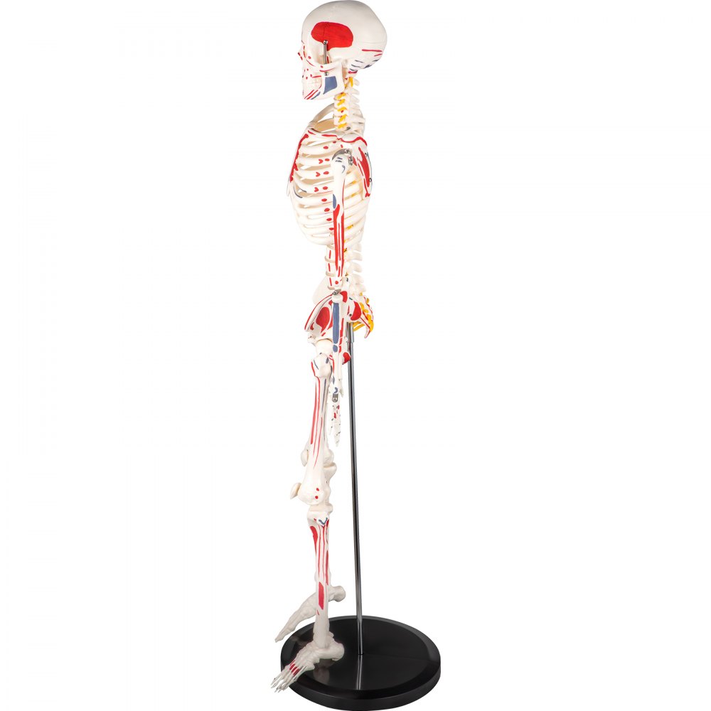 Vevor Human Skeleton Model Anatomical Skeleton Model 33" W/ Painted Muscle Point