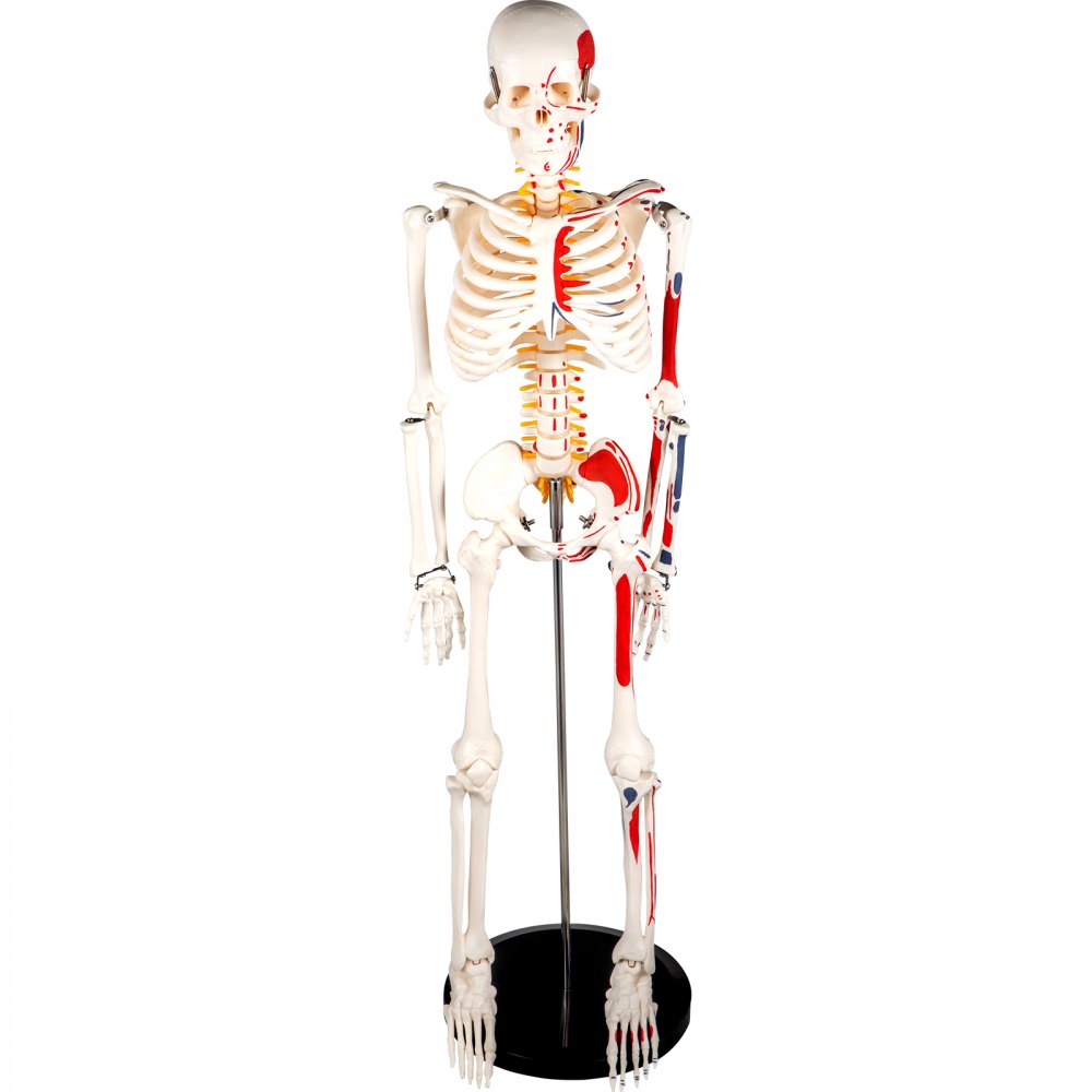 Vevor Human Skeleton Model Anatomical Skeleton Model 33" W/ Painted Muscle Point
