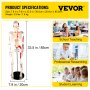 Vevor Human Skeleton Model Anatomical Skeleton Model 33" W/ Painted Muscle Point