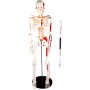 VEVOR Skeleton Model, 33.5" Human Skeleton Model, Accurate PVC Anatomy Skeleton Model w/ Stand, Movable Skull Cap & Jaw, w/ Painted Muscle Origin & Insertion Points, for Professional Teaching Learning