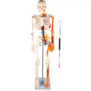 ENOVO 85cm Medical Anatomical Skeleton Model With Nerves & Blood Vessels, 3-Part Skull