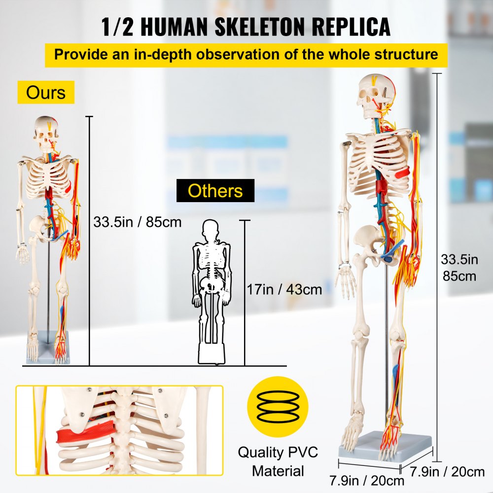 Vevor Human Skeleton Model Anatomical Skeleton Model 33" W/ Nerves And Vessels