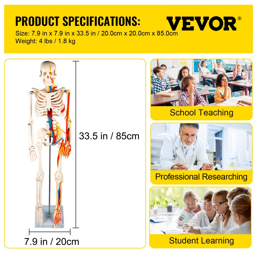 Vevor Human Skeleton Model Anatomical Skeleton Model 33" W/ Nerves And Vessels