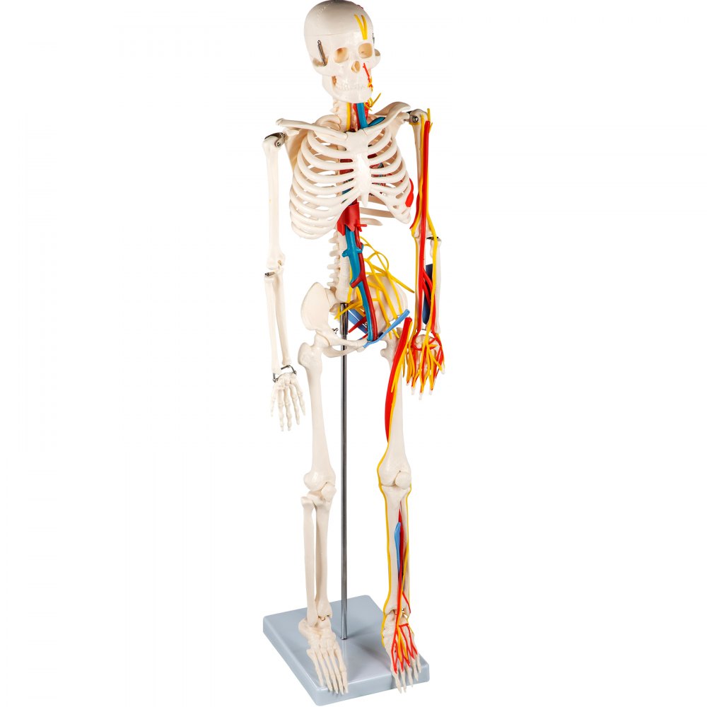 Vevor Human Skeleton Model Anatomical Skeleton Model 33" W/ Nerves And Vessels