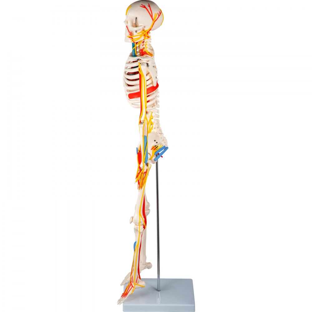 Vevor Human Skeleton Model Anatomical Skeleton Model 33" W/ Nerves And Vessels