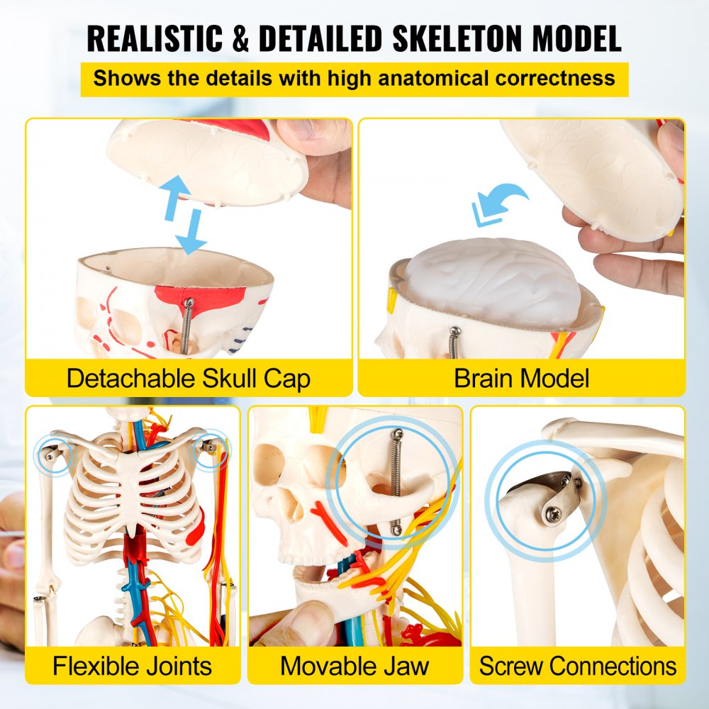 VEVOR Human Skeleton Anatomical Model 85cm Medical Anatomy w/ Nerves and Vessels