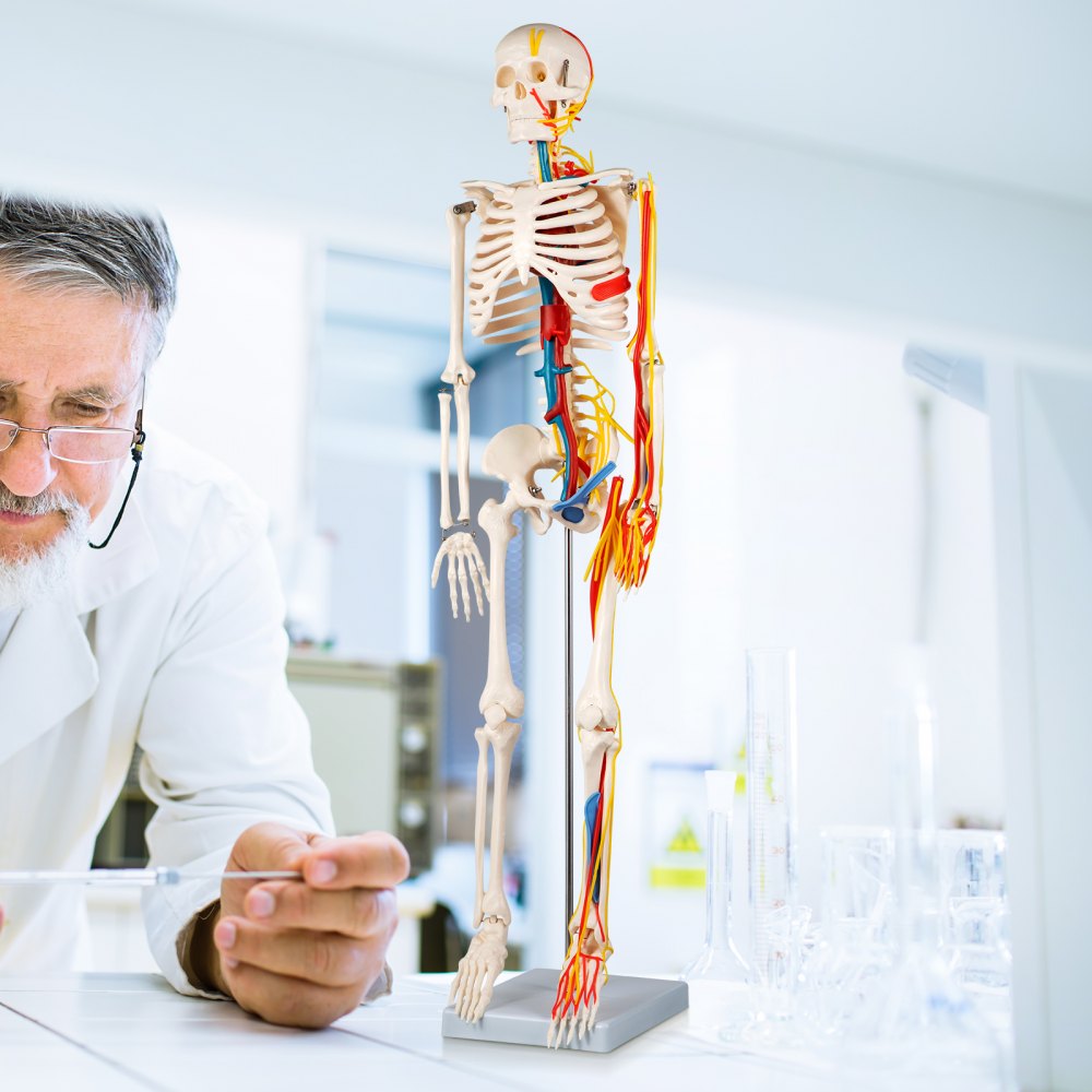 VEVOR Human Skeleton Anatomical Model 85cm Medical Anatomy w/ Nerves and Vessels