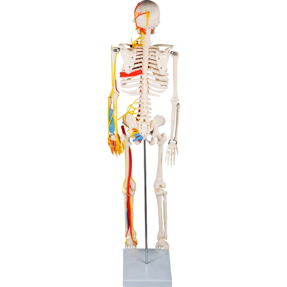 VEVOR Human Skeleton Anatomical Model 85cm Medical Anatomy w/ Nerves and Vessels