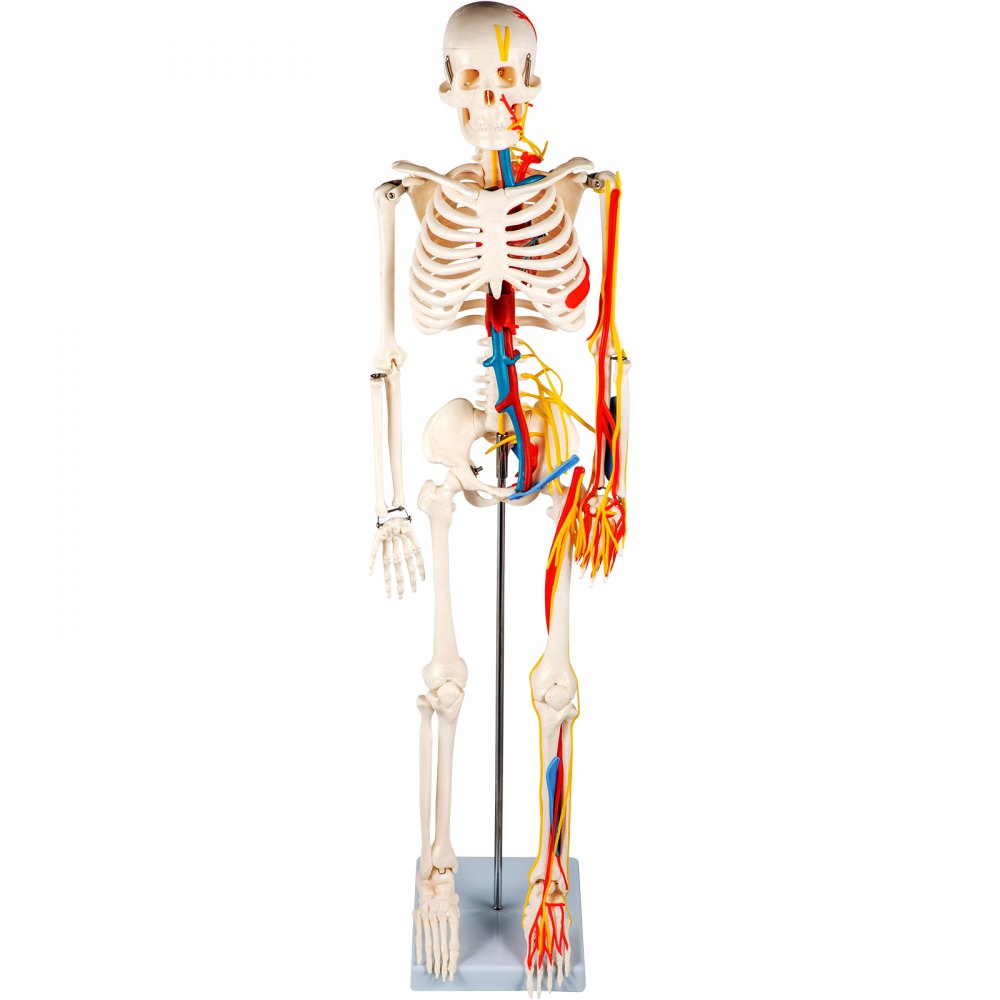 VEVOR Human Skeleton Anatomical Model 85cm Medical Anatomy w/ Nerves and Vessels