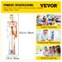 Vevor Human Skeleton Model Anatomical Skeleton Model 33" W/ Nerves And Vessels