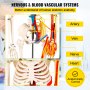 VEVOR Skeleton Model, 33.5" Human Skeleton Model, Accurate PVC Anatomy Skeleton Model w/ Stand, Movable Skull Cap & Jaw, Flexible Joints, w/ Nerves Veins & Arteries, for Professional Teaching Learning