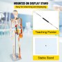 VEVOR Skeleton Model, 33.5" Human Skeleton Model, Accurate PVC Anatomy Skeleton Model w/ Stand, Movable Skull Cap & Jaw, Flexible Joints, w/ Nerves Veins & Arteries, for Professional Teaching Learning