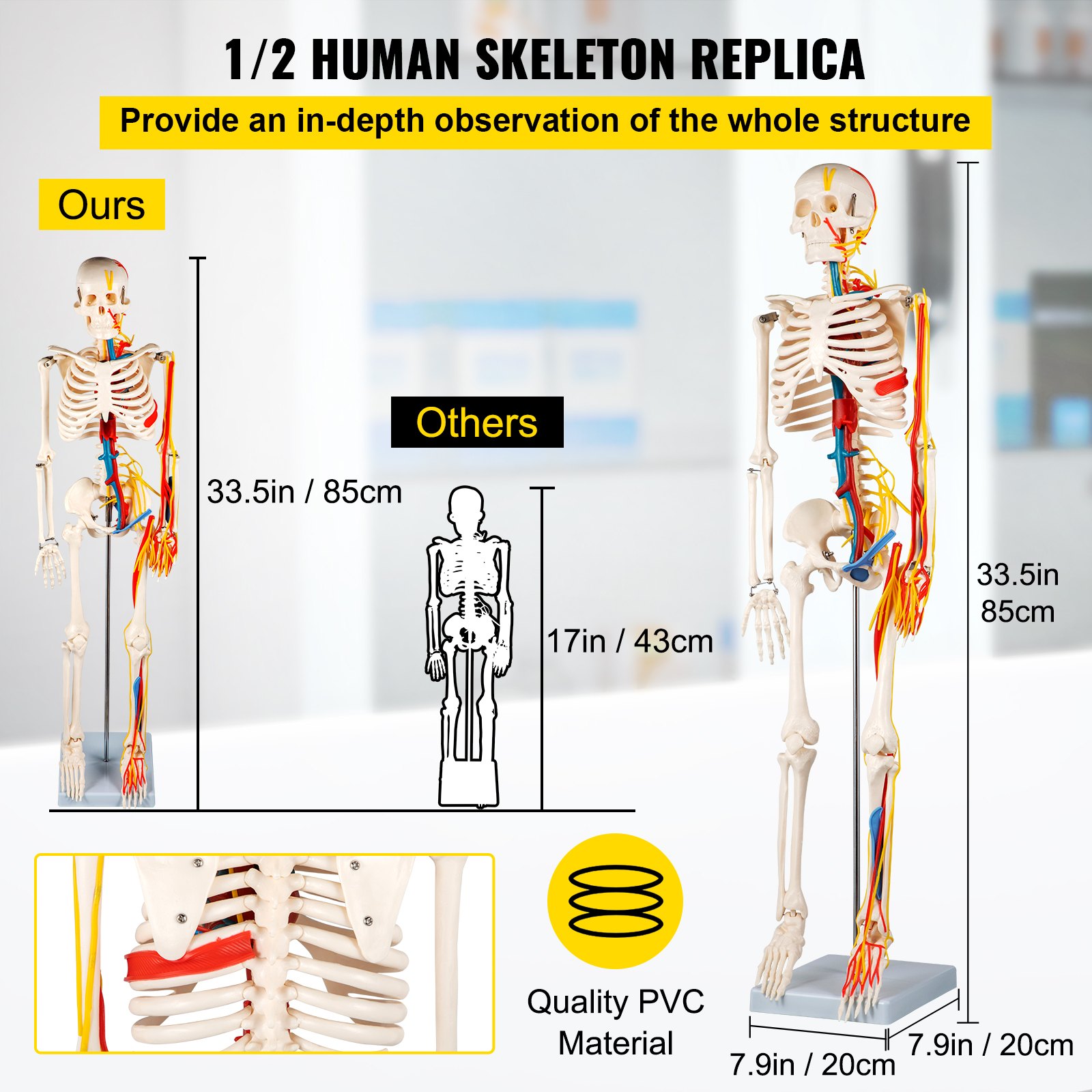 VEVOR Human Skeleton Anatomical Model 85cm Medical Anatomy w/ Nerves and Vessels