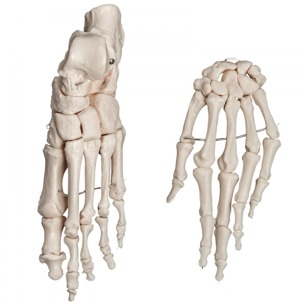 VEVOR Disarticulated Skeleton Disarticulated Human Skeleton 62 inch Model Height