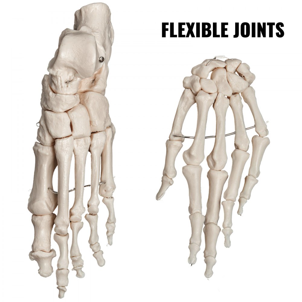 VEVOR Disarticulated Skeleton Disarticulated Human Skeleton 62 inch Model Height
