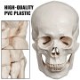 VEVOR Disarticulated Skeleton Disarticulated Human Skeleton 62 inch Model Height