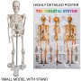 VEVOR Disarticulated Skeleton Disarticulated Human Skeleton 62 inch Model Height