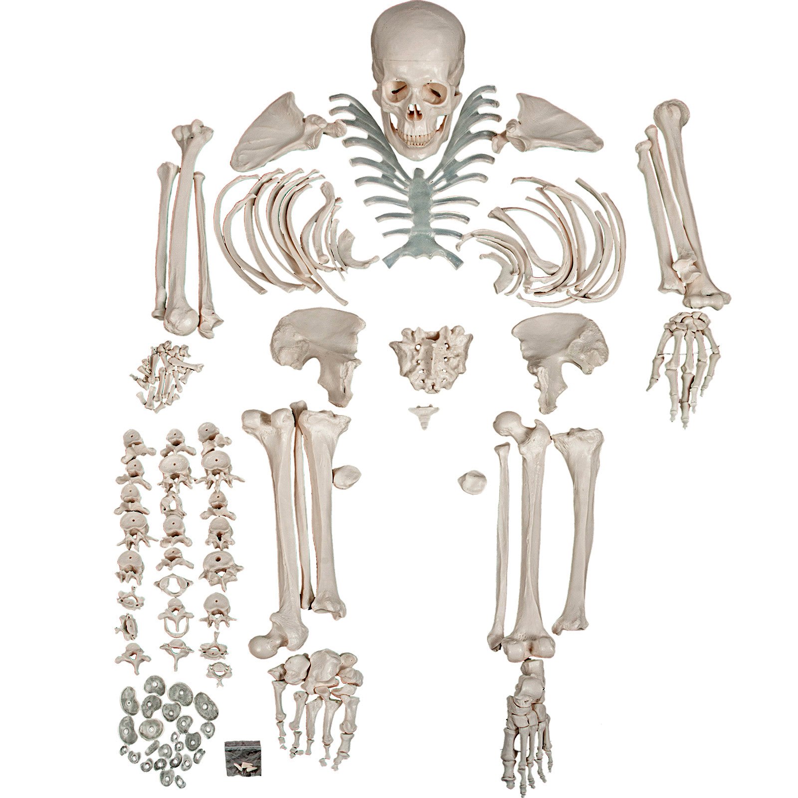 VEVOR Disarticulated Skeleton Disarticulated Human Skeleton 62 inch Model Height