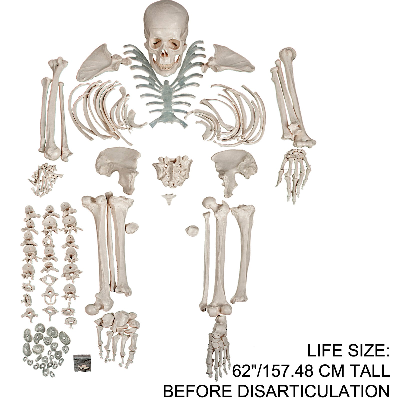 VEVOR Disarticulated Skeleton Disarticulated Human Skeleton 62 inch Model Height