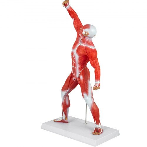 VEVOR Human Muscular Model, 20" Muscular Anatomy Model, 1/4 Life-Size Mini Muscle Model PVC Material for Training/Learning/Drawing at Rehabilitation Center, Medical Institute, Nursing School, Studio