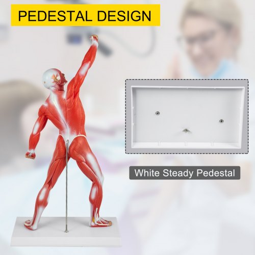 VEVOR Human Muscular Model, 20" Muscular Anatomy Model, 1/4 Life-Size Mini Muscle Model PVC Material for Training/Learning/Drawing at Rehabilitation Center, Medical Institute, Nursing School, Studio