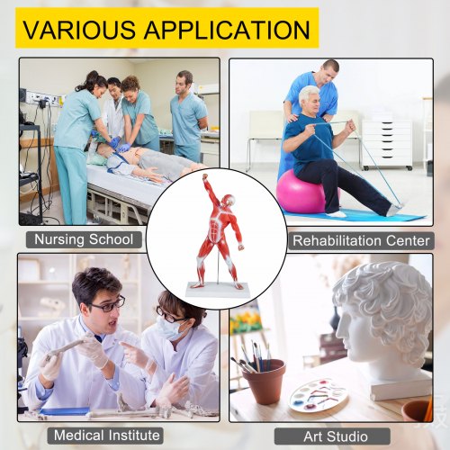 VEVOR Human Muscular Model, 20" Muscular Anatomy Model, 1/4 Life-Size Mini Muscle Model PVC Material for Training/Learning/Drawing at Rehabilitation Center, Medical Institute, Nursing School, Studio