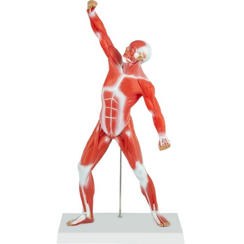 VEVOR Human Muscular Model, 20" Muscular Anatomy Model, 1/4 Life-Size Mini Muscle Model PVC Material for Training/Learning/Drawing at Rehabilitation Center, Medical Institute, Nursing School, Studio