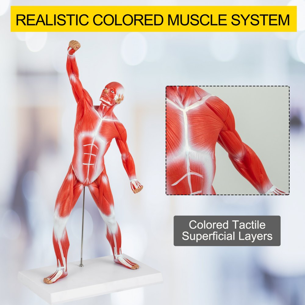 VEVOR Anatomical Human Muscle Model Muscle Anatomy Model 50cm Mini Muscle Model