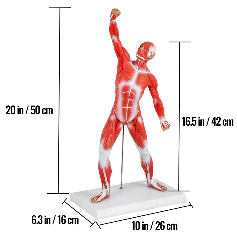 VEVOR Anatomical Human Muscle Model Muscle Anatomy Model 50cm Mini Muscle Model