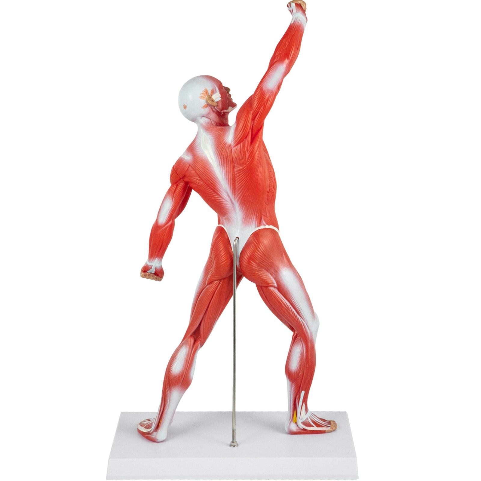 VEVOR Anatomical Human Muscle Model Muscle Anatomy Model 50cm Mini Muscle Model