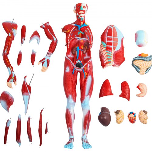 VEVOR Human Muscular Figure, 27 Parts Muscular Anatomy Model, Half Life Size Human Muscle and Organ Model, Muscle Model with Stand, Muscular System Model with Detachable Organs, for Medical Learning