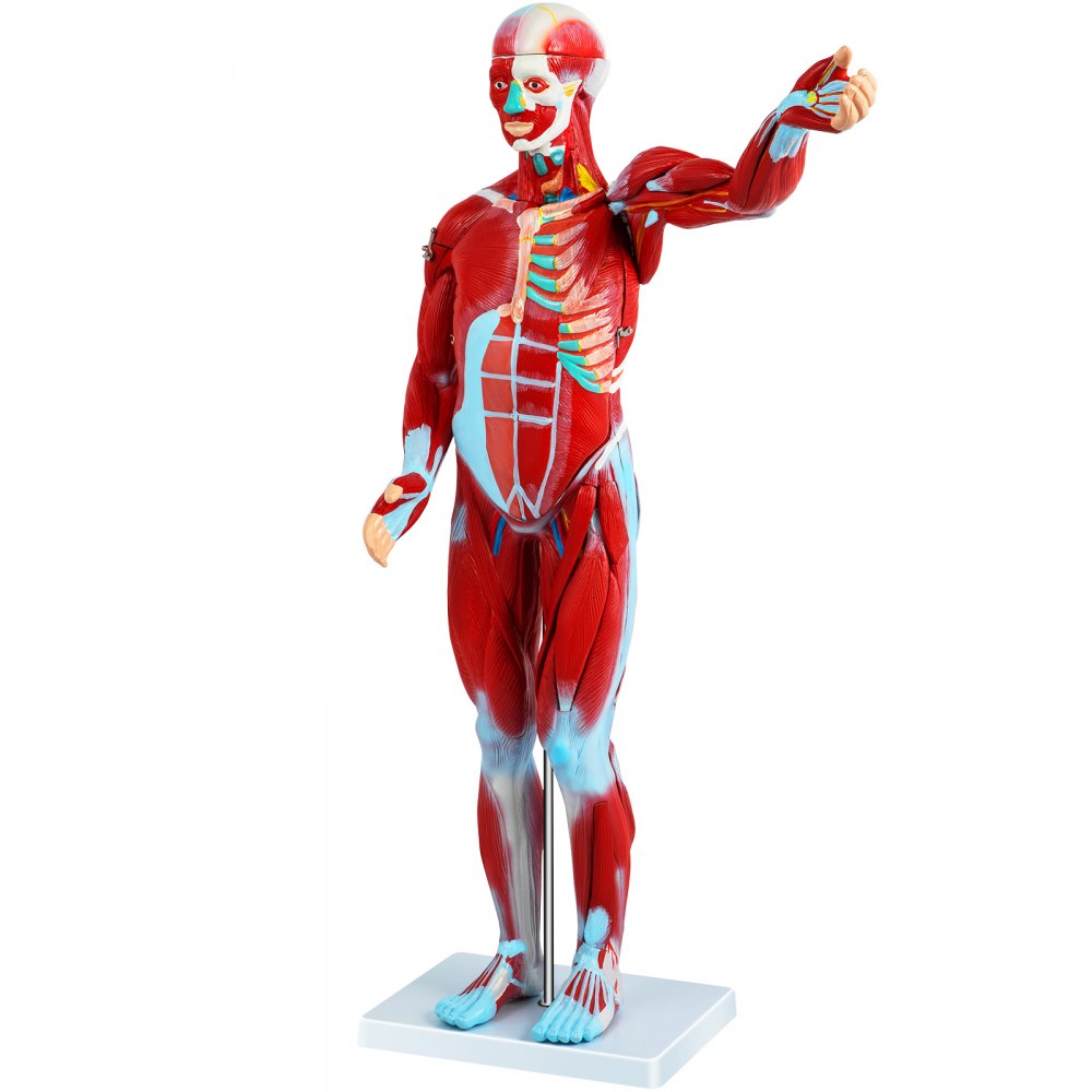 VEVOR menneskelig muskelfigur, 27-delers muskelanatomimodell, menneskelig muskel- og organmodell i halv naturlig størrelse, muskelmodell med stativ, muskelsystemmodell med avtakbare organer, for medisinsk læring