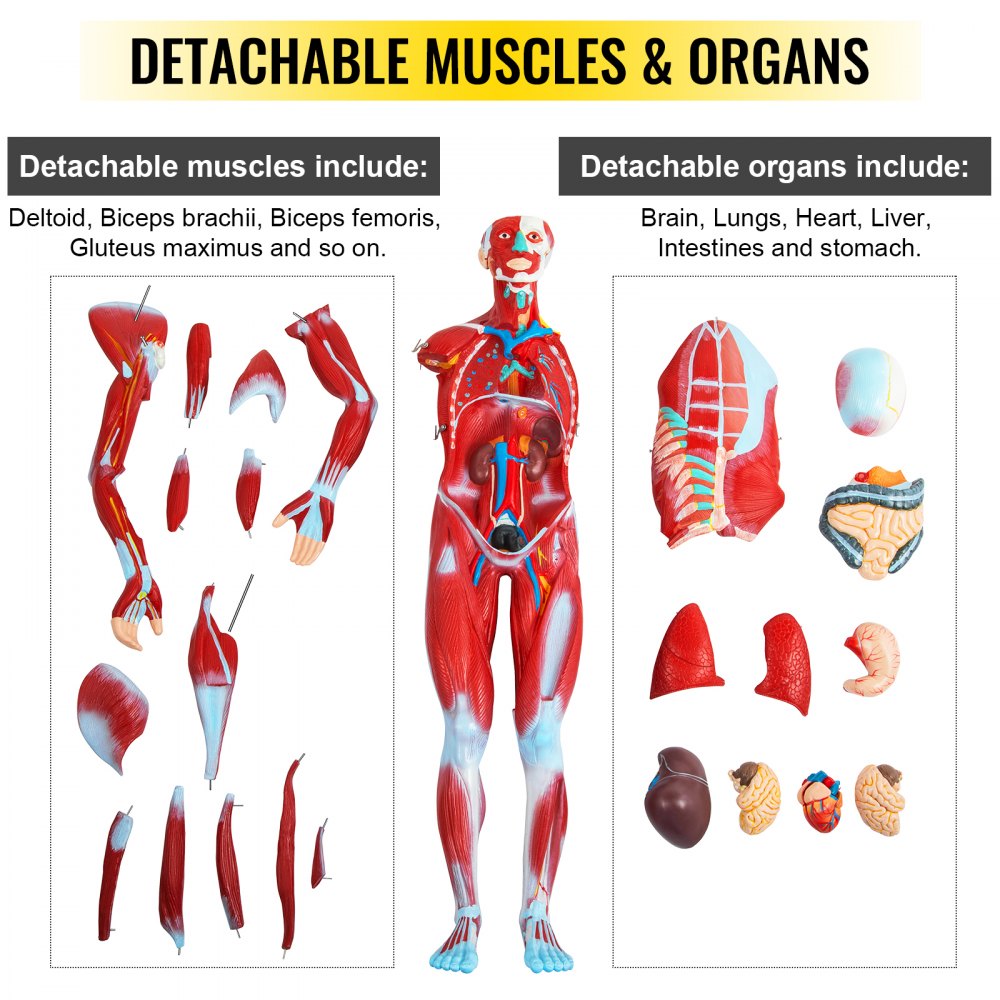VEVOR Human Muscular Figure 27 Parts Muscular Anatomy Model 1/2 Life Size Model