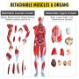 VEVOR mänsklig muskelfigur, 27-delars muskelanatomimodell, mänsklig muskel- och organmodell i halv livslängd, muskelmodell med stativ, muskelsystemmodell med löstagbara organ, för medicinskt lärande