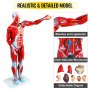 Ľudská svalová postava VEVOR, 27-dielny model svalovej anatómie, model ľudského svalu a orgánu v polovičnej veľkosti, model svalov so stojanom, model svalového systému s odnímateľnými orgánmi, pre medicínske vzdelávanie