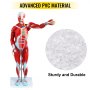 VEVOR menneskelig muskelfigur, 27-delers muskelanatomimodell, menneskelig muskel- og organmodell i halv naturlig størrelse, muskelmodell med stativ, muskelsystemmodell med avtakbare organer, for medisinsk læring