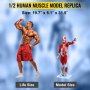 VEVOR Human Muscular Figure 27 Parts Muscular Anatomy Model 1/2 Life Size Model