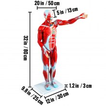 Lidská svalová postava VEVOR, 27dílný model svalové anatomie, model lidského svalu a orgánu v poloviční velikosti, model svalu se stojanem, model svalového systému s odnímatelnými orgány, pro lékařské vzdělávání