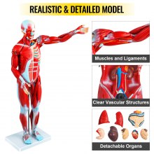 VEVOR Figura muscular humana, modelo de anatomía muscular de 27 partes, modelo de músculo y órgano humano de tamaño medio natural, modelo de músculo con soporte, modelo de sistema muscular con órganos desmontables, para aprendizaje médico