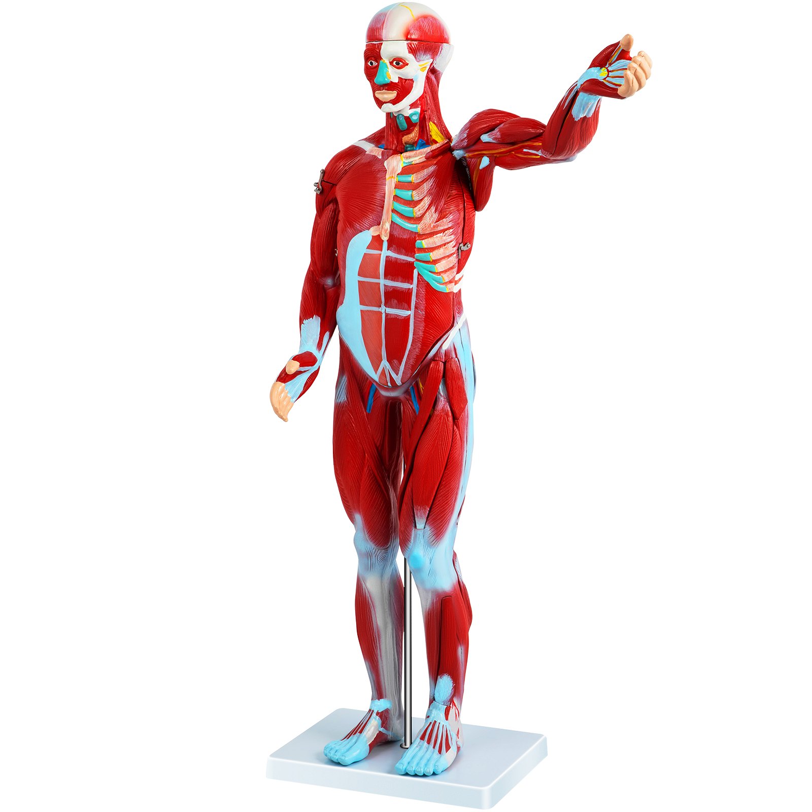 VEVOR Human Muscular Figure 27 Parts Muscular Anatomy Model 1/2 Life Size Model